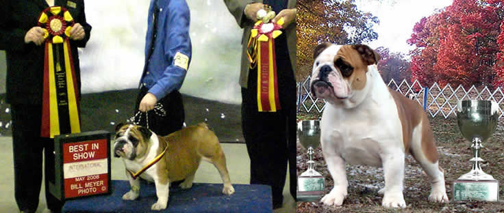 Champion English bulldog s